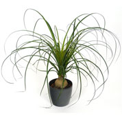 Beaucarnea + Cache pot Anthracite /